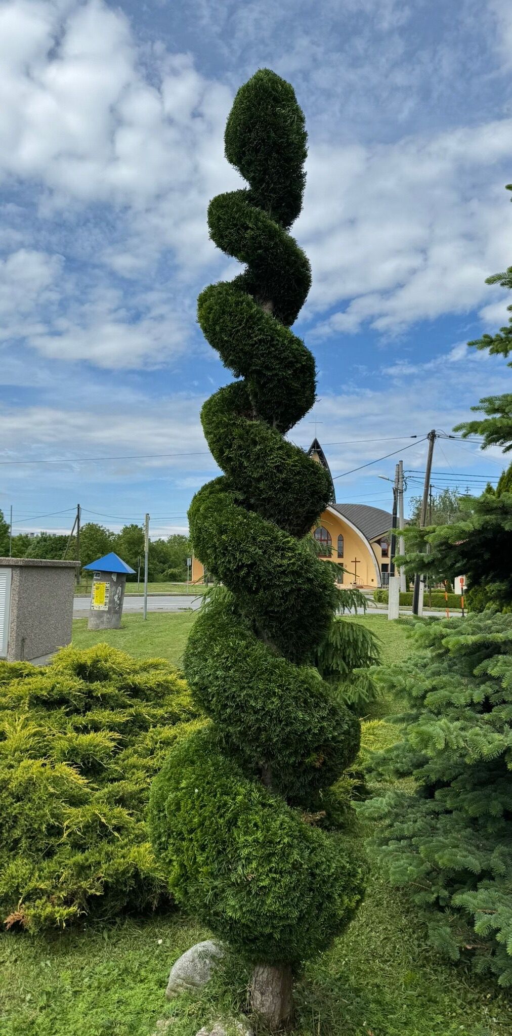 Tuja vytvarovaná do špirály